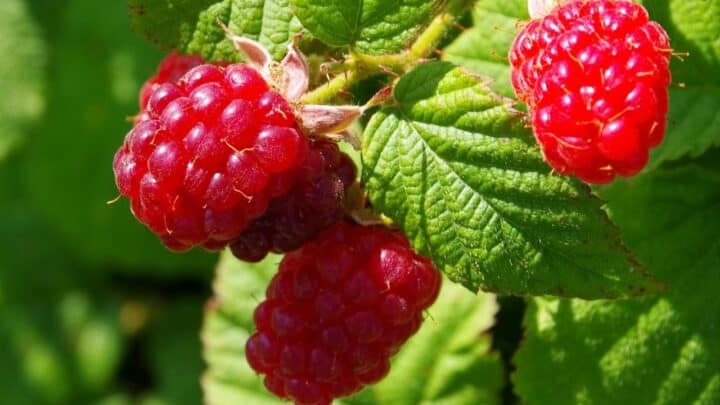 Raspberries – Which Plant Family Are They From?