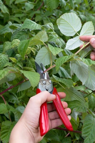 Regularly prune your raspberry bushes to avoid problems cropping up later on