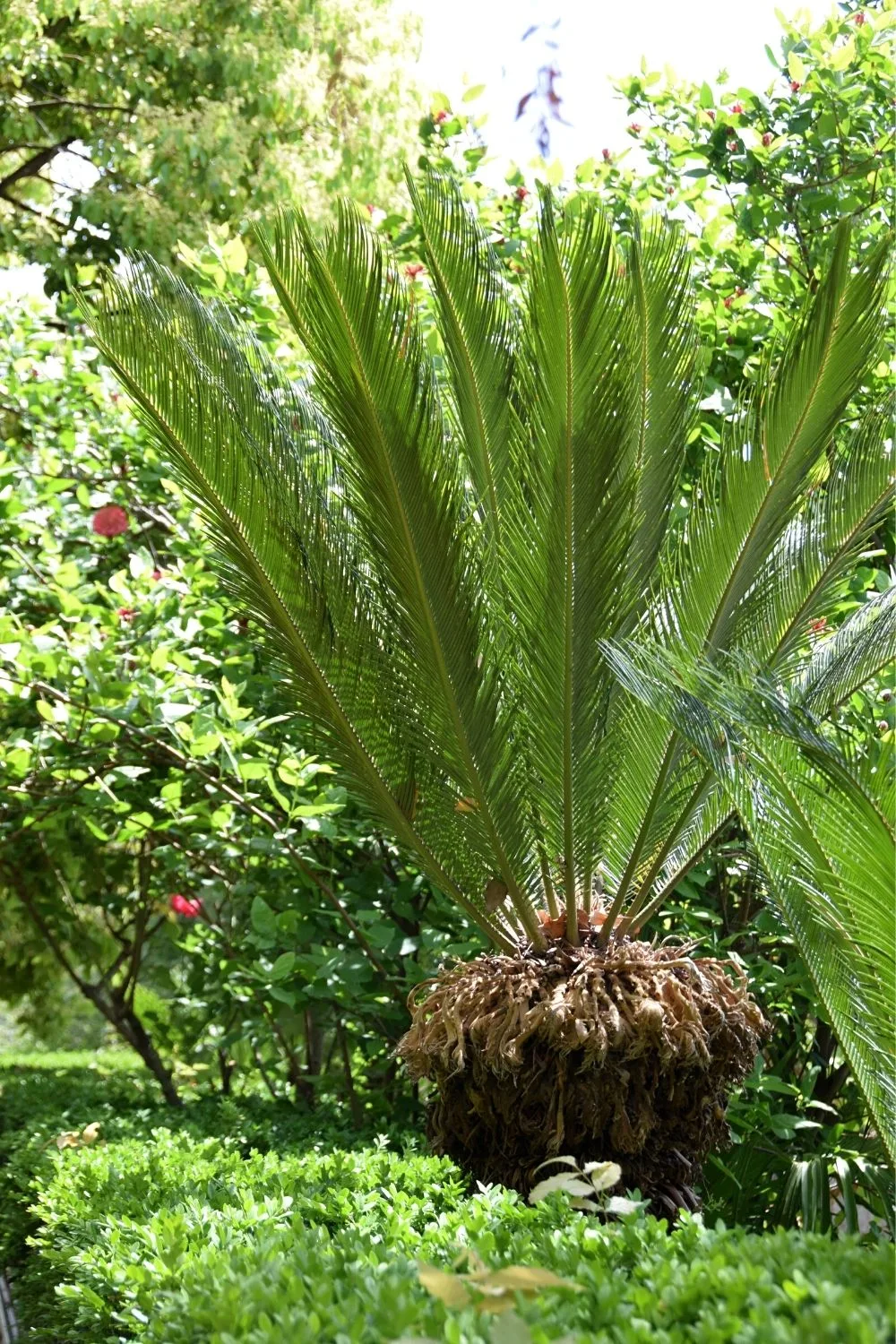 Sago Palm (Cycas revoluta) appreciates being placed in an area receiving bright, filtered sunlight