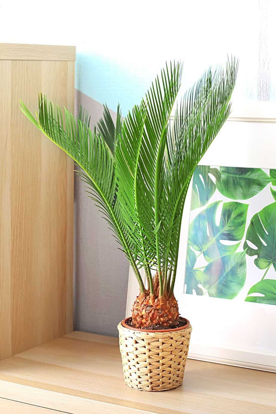 Sago Palm contains cycasin which can cause your cats to experience liver damage or even liver failure when ingested