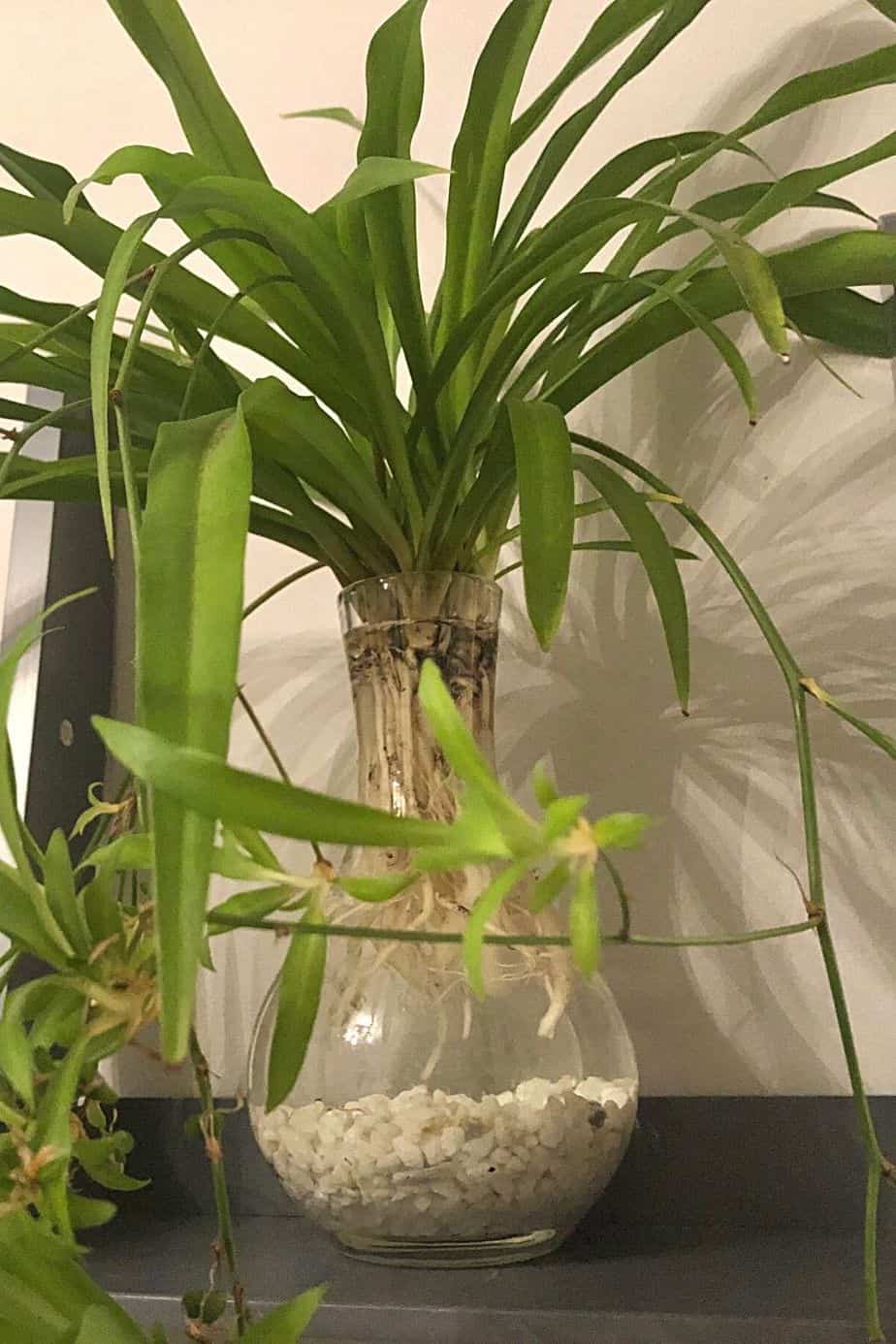 You can grow Spider Plant from cuttings, making sure to put them in a new pot once they root