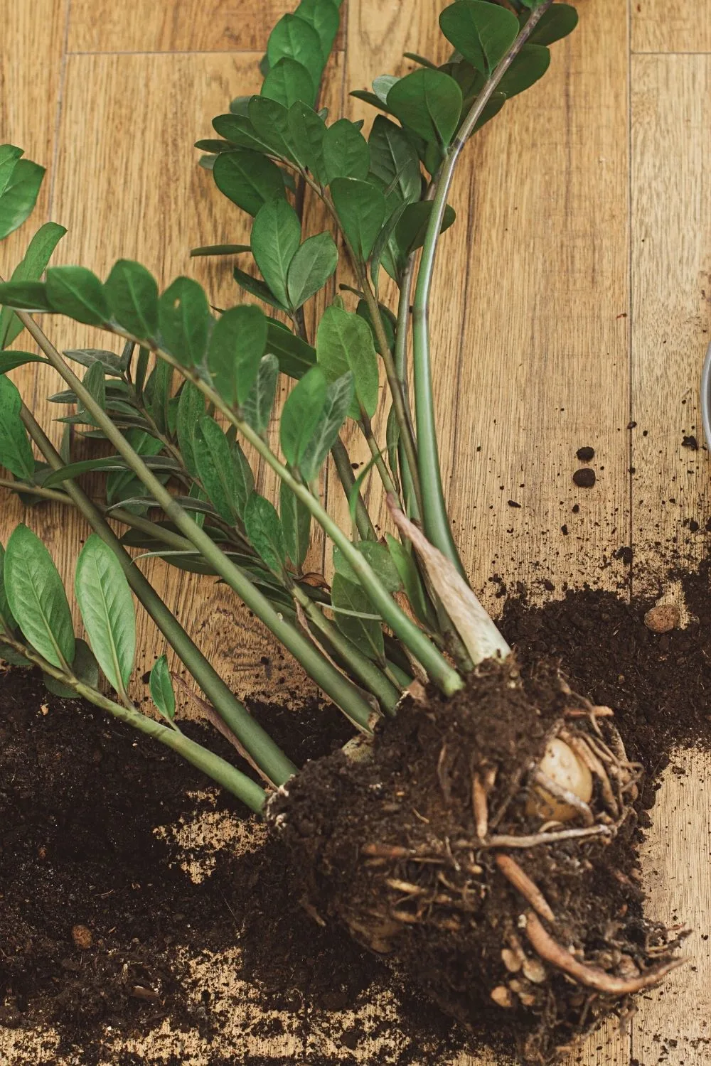 The first step to getting rid of root rot in your ZZ plant is to remove it from its pot, ridding as much of the soil