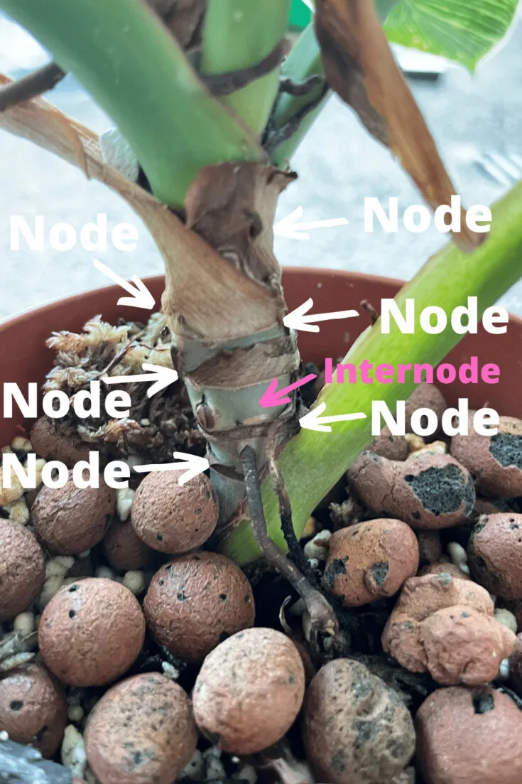 This is where the nodes are on the Philodendron birkin stem