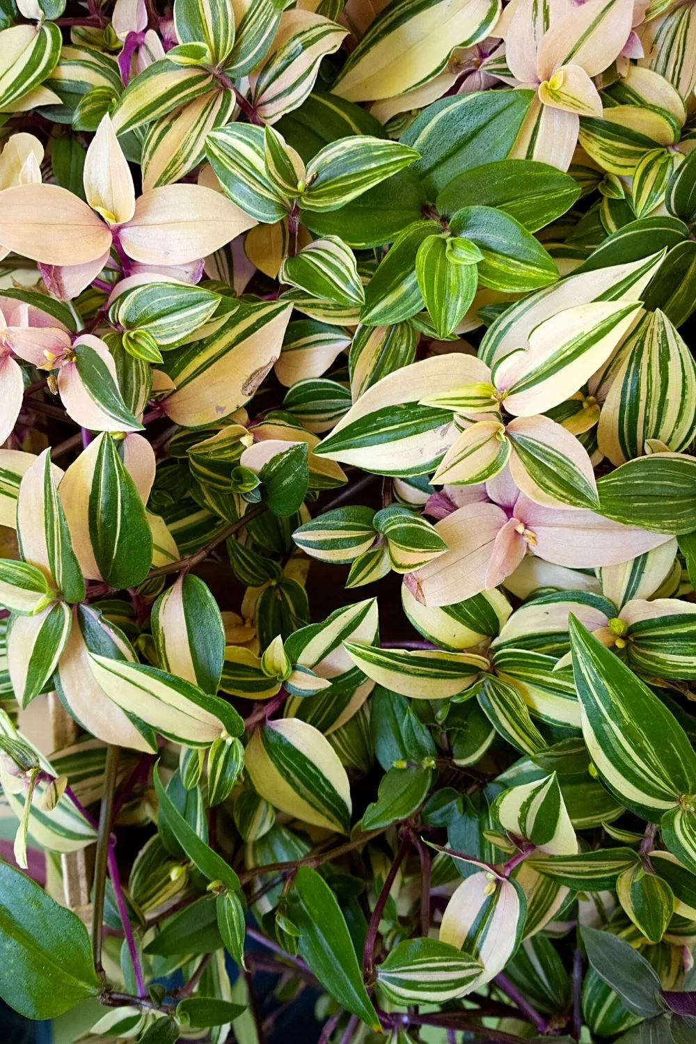 Despite its stunning variegated leaves, Tradescantia is one of the plants that hard to grow