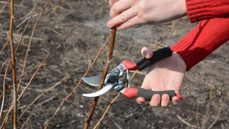 Use garden shears to trim most of the raspberry primocanes, leaving some of the suckers with the adult roots