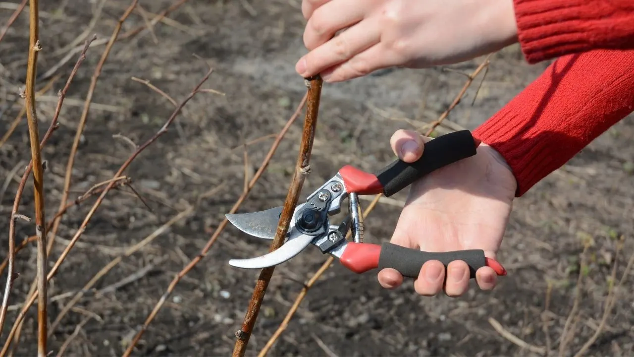 Use garden shears to trim most of the raspberry primocanes, leaving some of the suckers with the adult roots