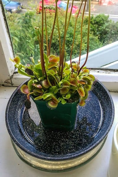 Venus Flytrap (Dionaea muscipula) is a hard-to-maintain plant despite how beneficial it is in controlling the insect population