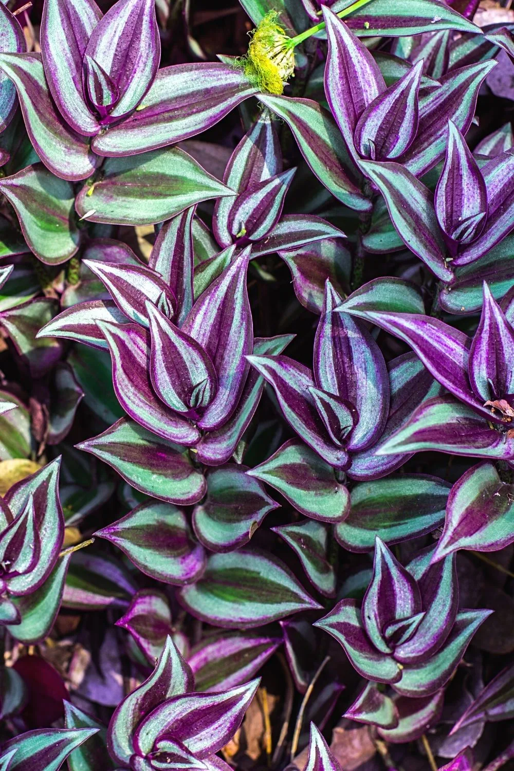 The leaves of the Wandering Jew (Tradescantia Zebrina) need to be pinched for it to look beautiful