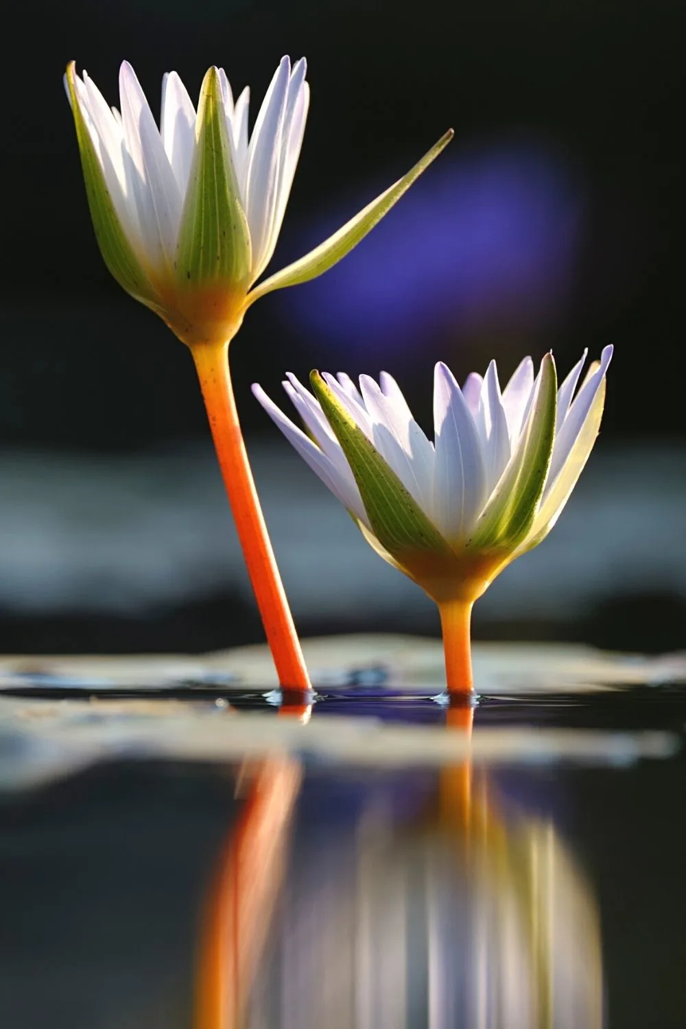 Water Lily is best placed in ponds, indoor water decor, fountains, and the like