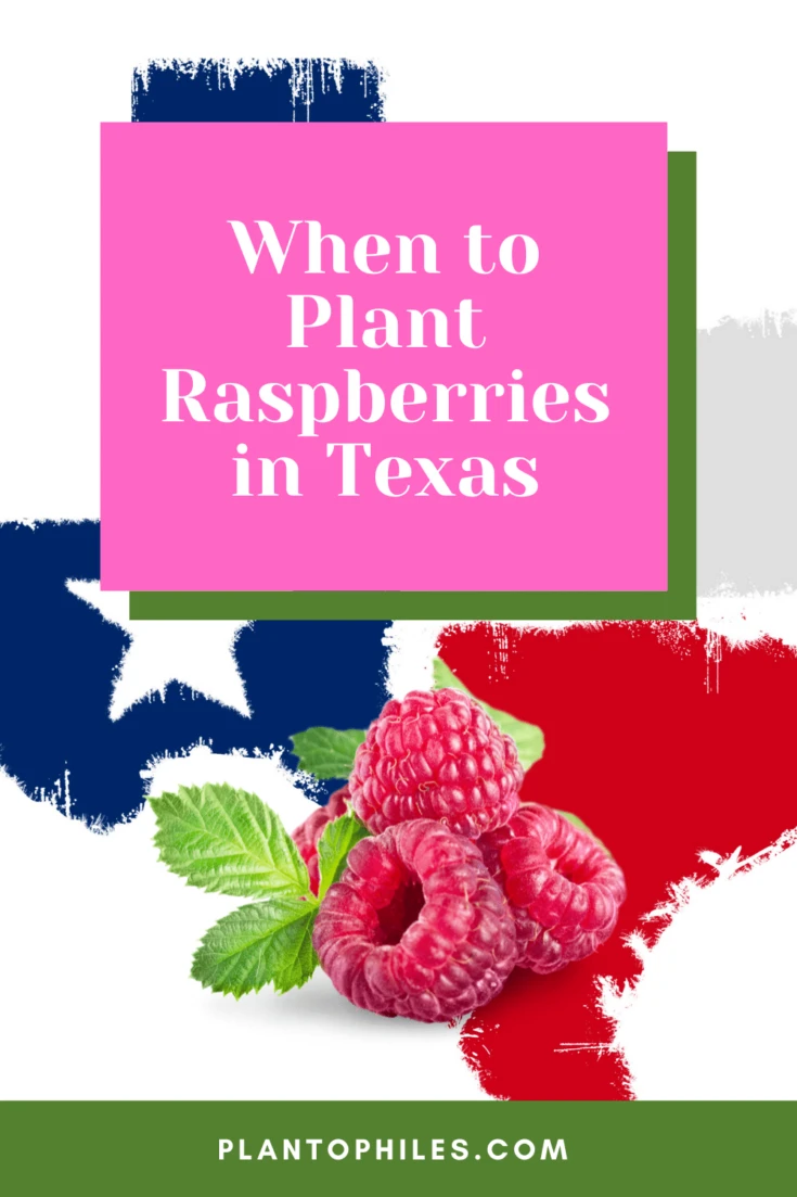 When to Plant Raspberries in Texas