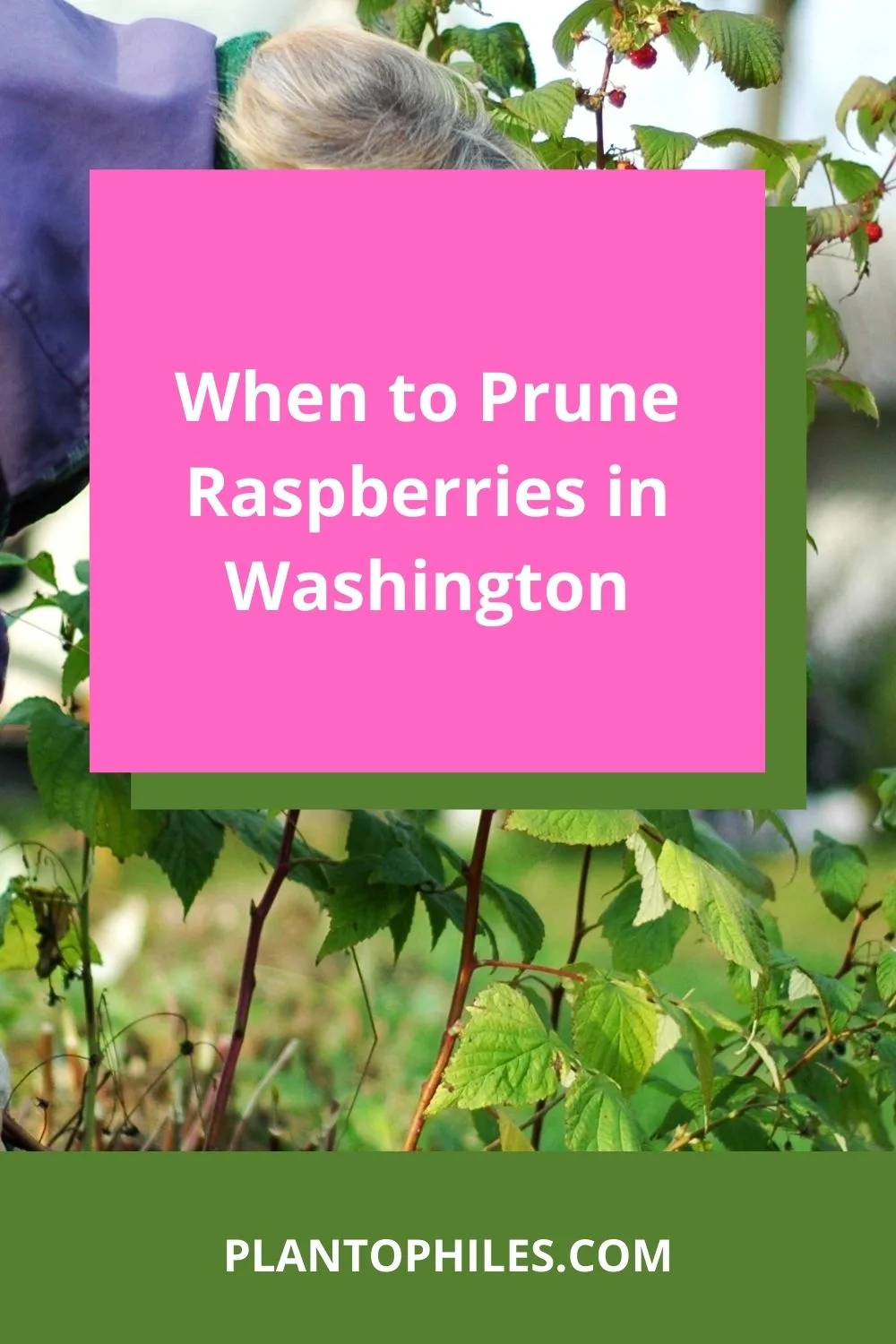 When to Prune Raspberries in Washington