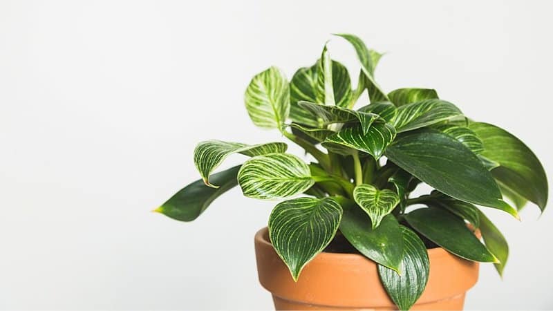 When to Repot Philodendron Birkin