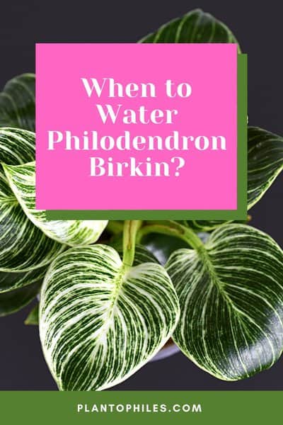 When to Water Philodendron Birkin