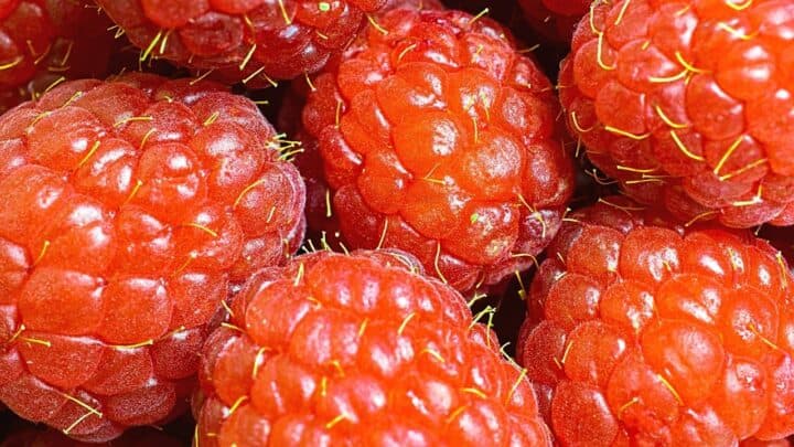 Why do Raspberries Have Hair? 4 Amazing Reasons!