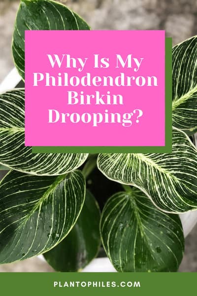 Why Is My Philodendron Birkin Drooping?
