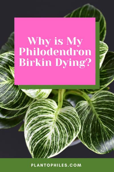 Why is My Philodendron birkin Dying?