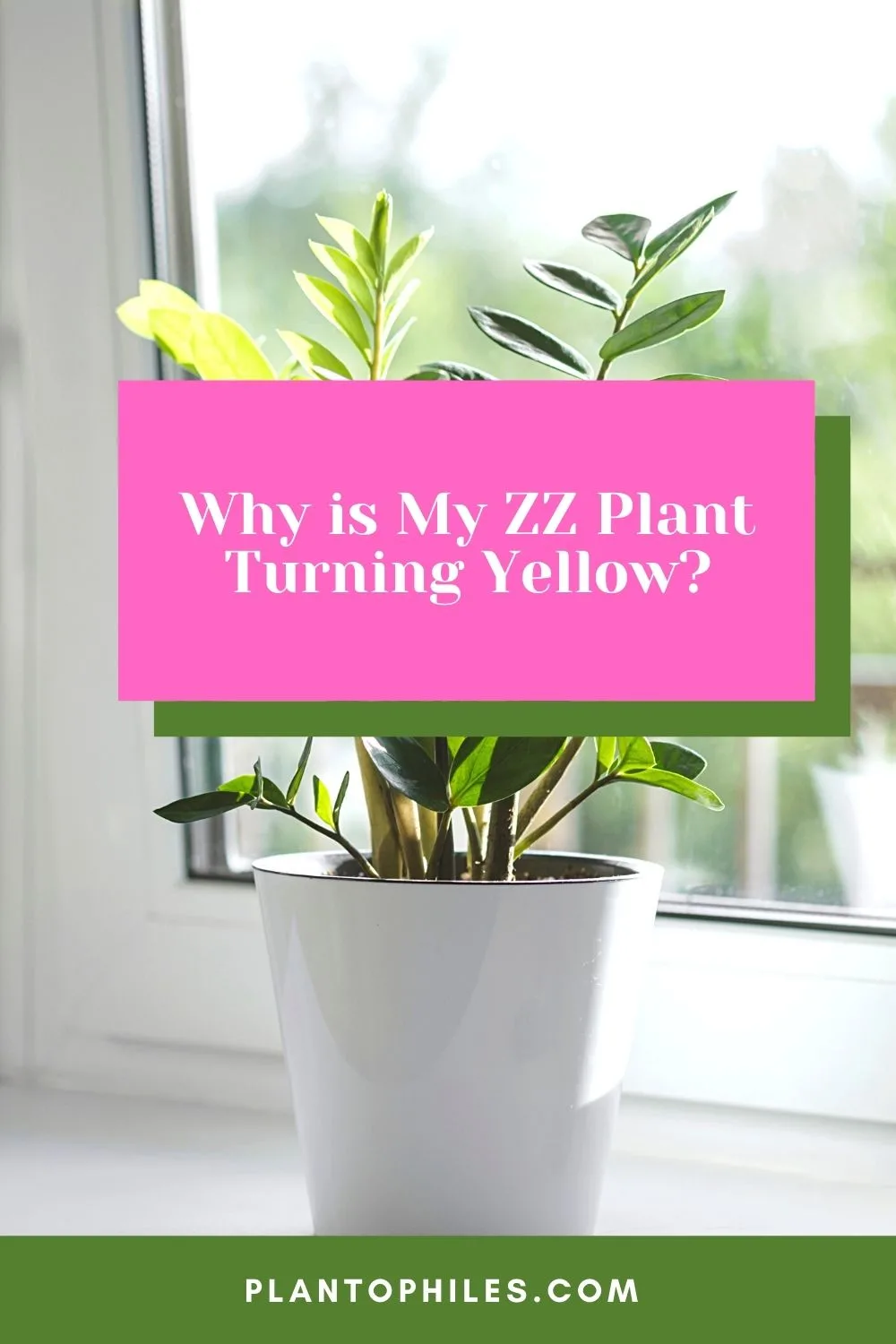 Why is My ZZ plant Turning Yellow