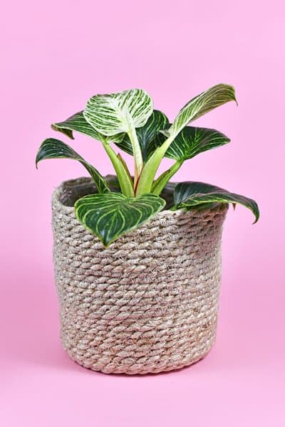 With its characteristic pinstripes on its leaves, Philodendron Birkin has become a popular houseplant