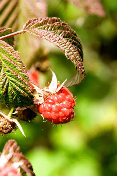 You can propagate a raspberry by using suckers