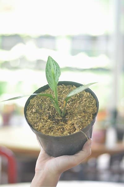 Young Philodendron Birkin is small enough to be placed on your home or office desktop