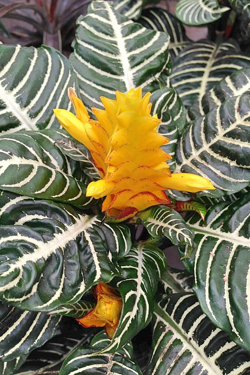 Despite being known for its big striped leaves, Zebra Plant (Aphelandra Squarrosa) is hard to grow