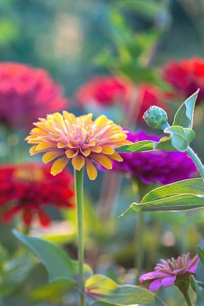 Zinnia, with its various colors, is safe to grow in households with pets like dogs