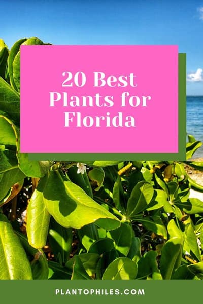 20 Best Plants for Florida