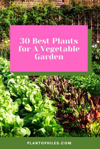 30 Best Plants for A Vegetable Garden — Top Veggies in 2024