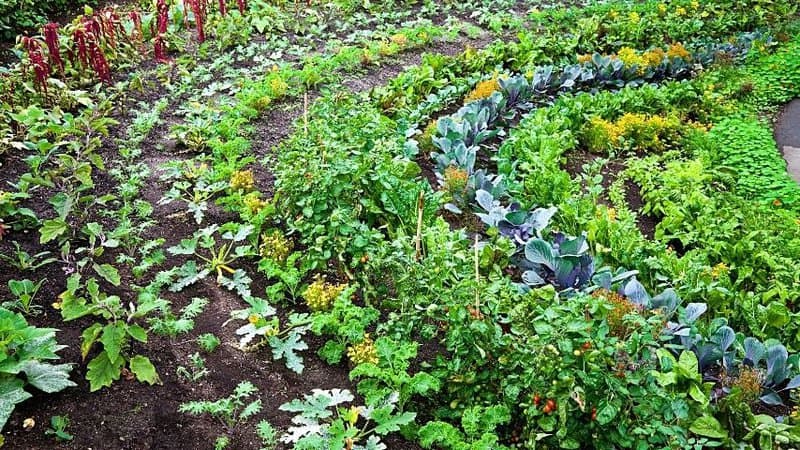 30 Best Plants for A Vegetable Garden