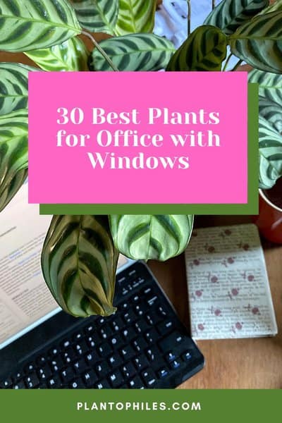 30 Best Plants for Office with Windows