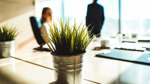 30 Best Plants for Office with Windows - Best Picks (2024)