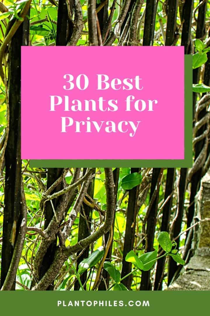 30 Best Plants For Privacy Top Picks 2024   30 Best Plants For Privacy 1 720x1080 