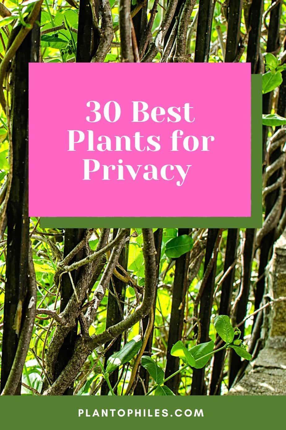 30 Best Plants for Privacy