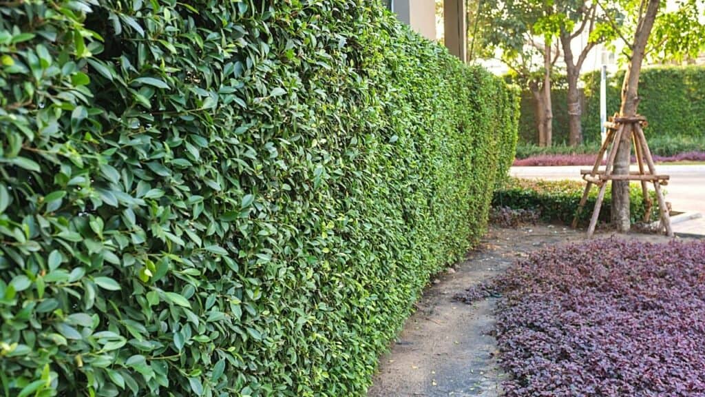 30 Best Plants For Privacy Top Picks 2024   30 Best Plants For Privacy 1024x576 