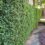 30 Best Plants for Privacy — Top Picks [2024]