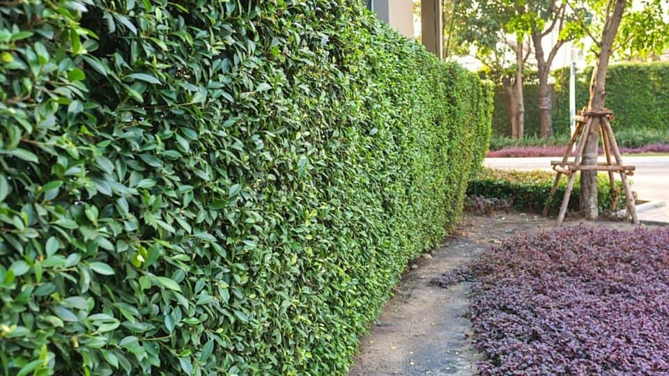 30 Best Plants For Privacy Top Picks 2024   30 Best Plants For Privacy 960x540 