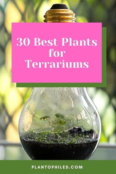 30 Best Plants for Terrariums
