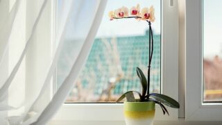 30 Houseplants for Southeast-Facing Windows