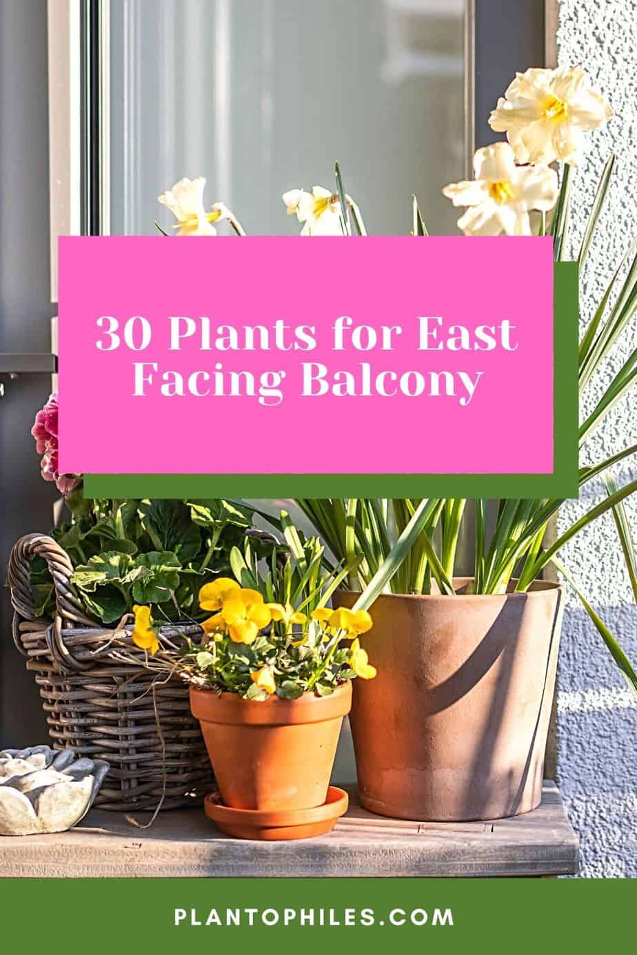 30 Plants for East Facing Balcony