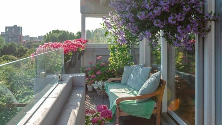 30 Plants for East Facing Balcony – Best Guide [2022]
