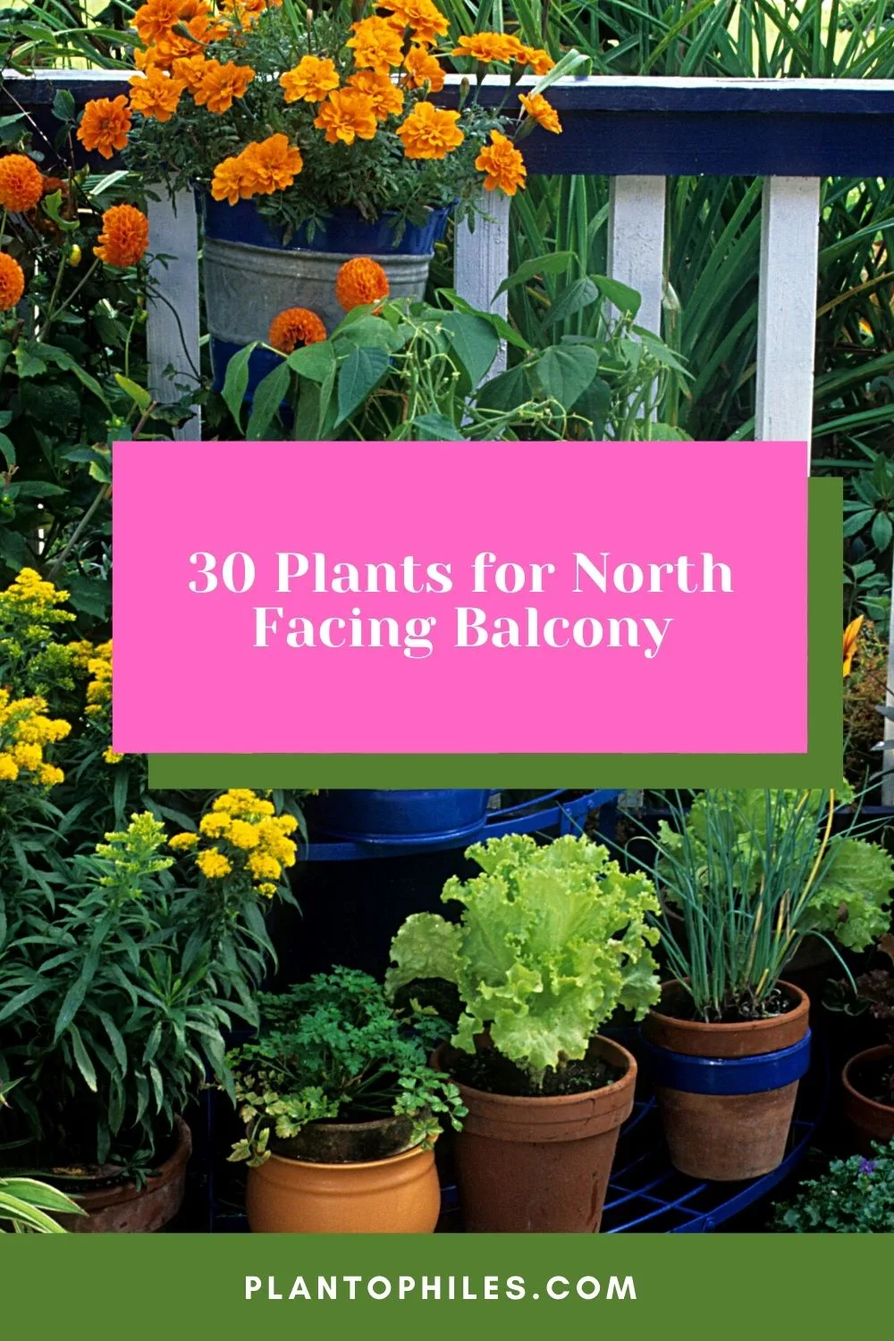 20 Plants for North Facing Balcony — Best Guide [20]