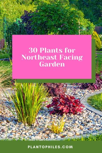 30 Plants For Northeast Facing Garden 1 347x520 