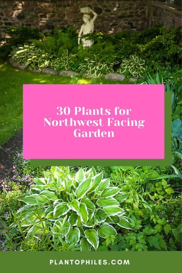 30 Plants For Northwest Facing Garden 1 640x960 
