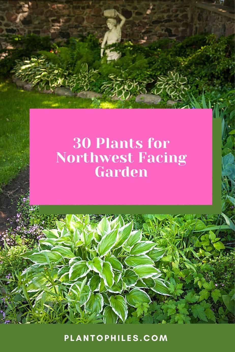 30 Plants for Northwest Facing Garden