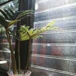 30 Plants for Northwest Facing Windows