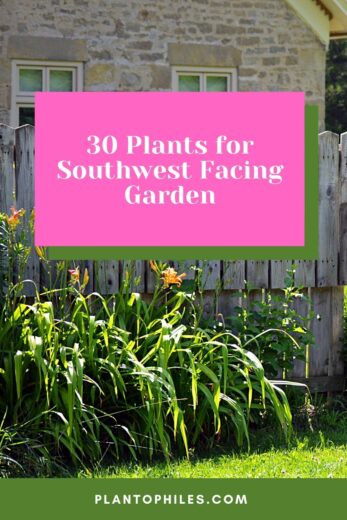 30 Plants for Southwest Facing Garden — Best Guide [2024]