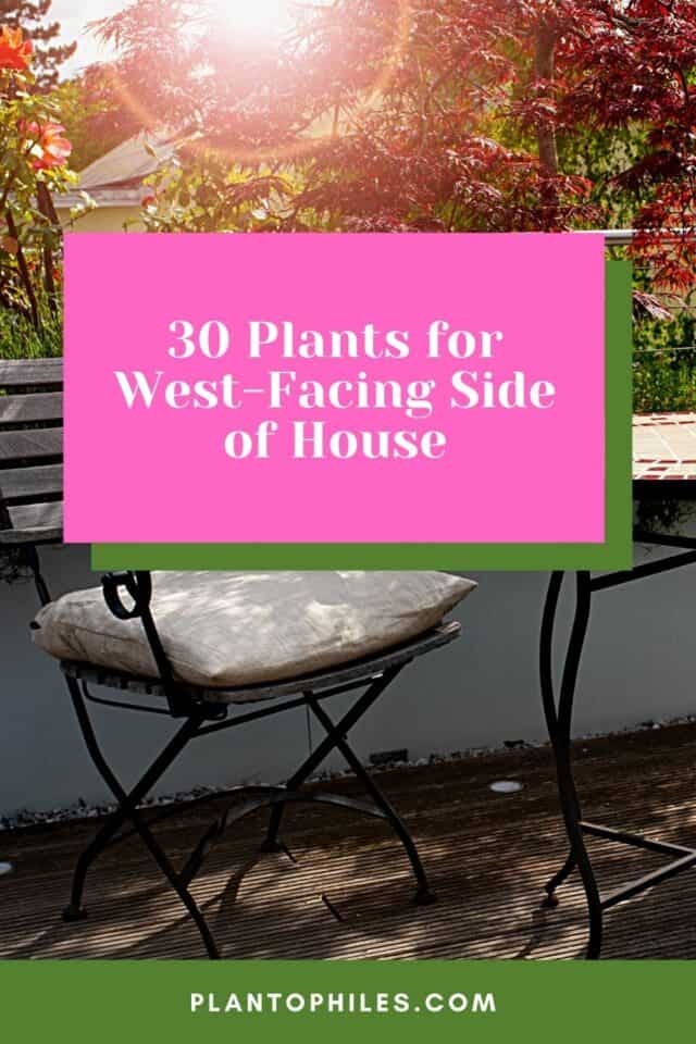 30 Plants For West Facing Side Of House Best Guide 2023 