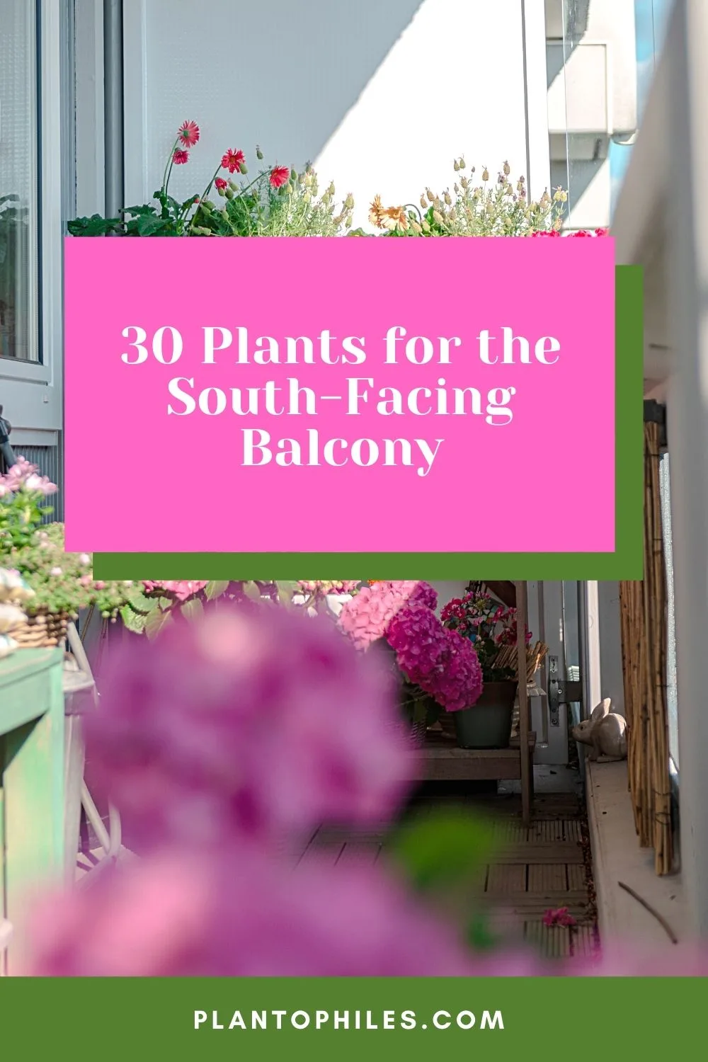 30 Plants for the South-Facing Balcony