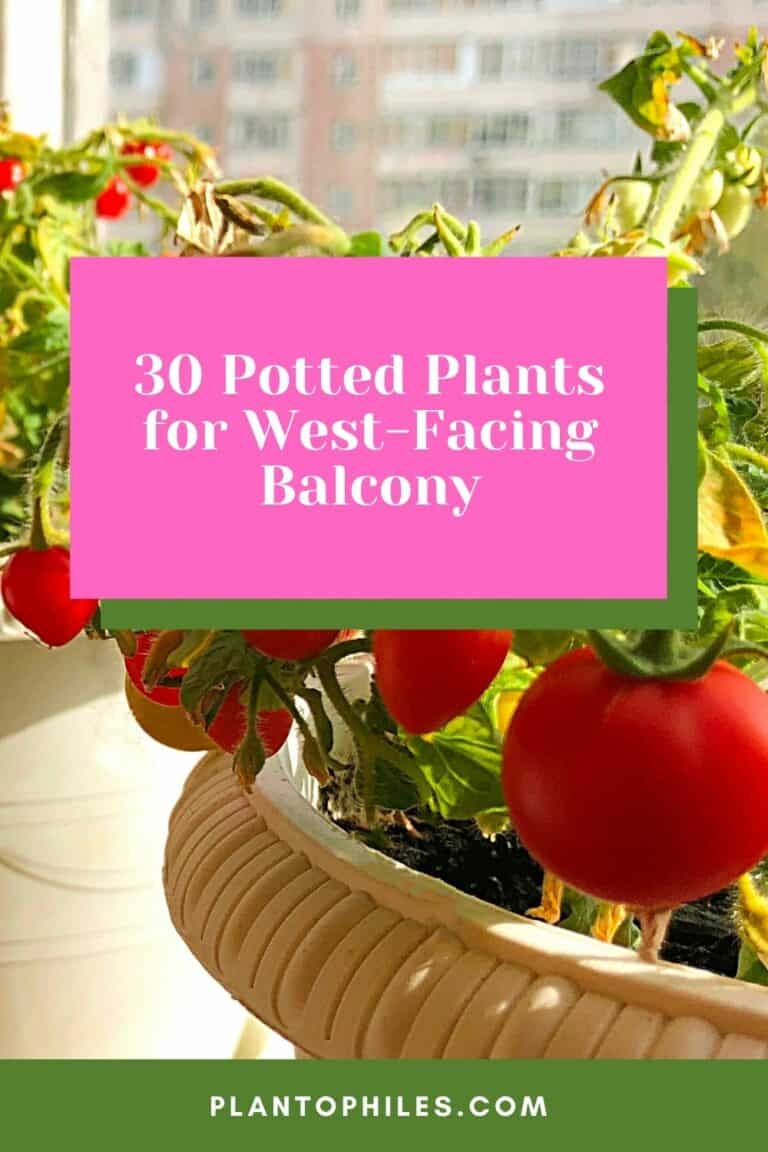 30 Potted Plants For West Facing Balcony 1 768x1152 