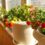 30 Potted Plants for West-Facing Balcony — Best Guide [2024]